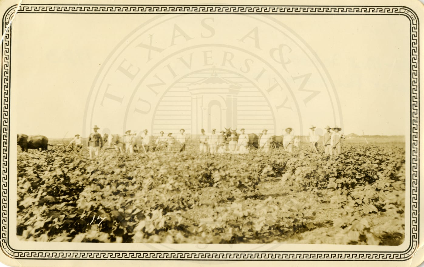 In the cotton field, with a bull.
