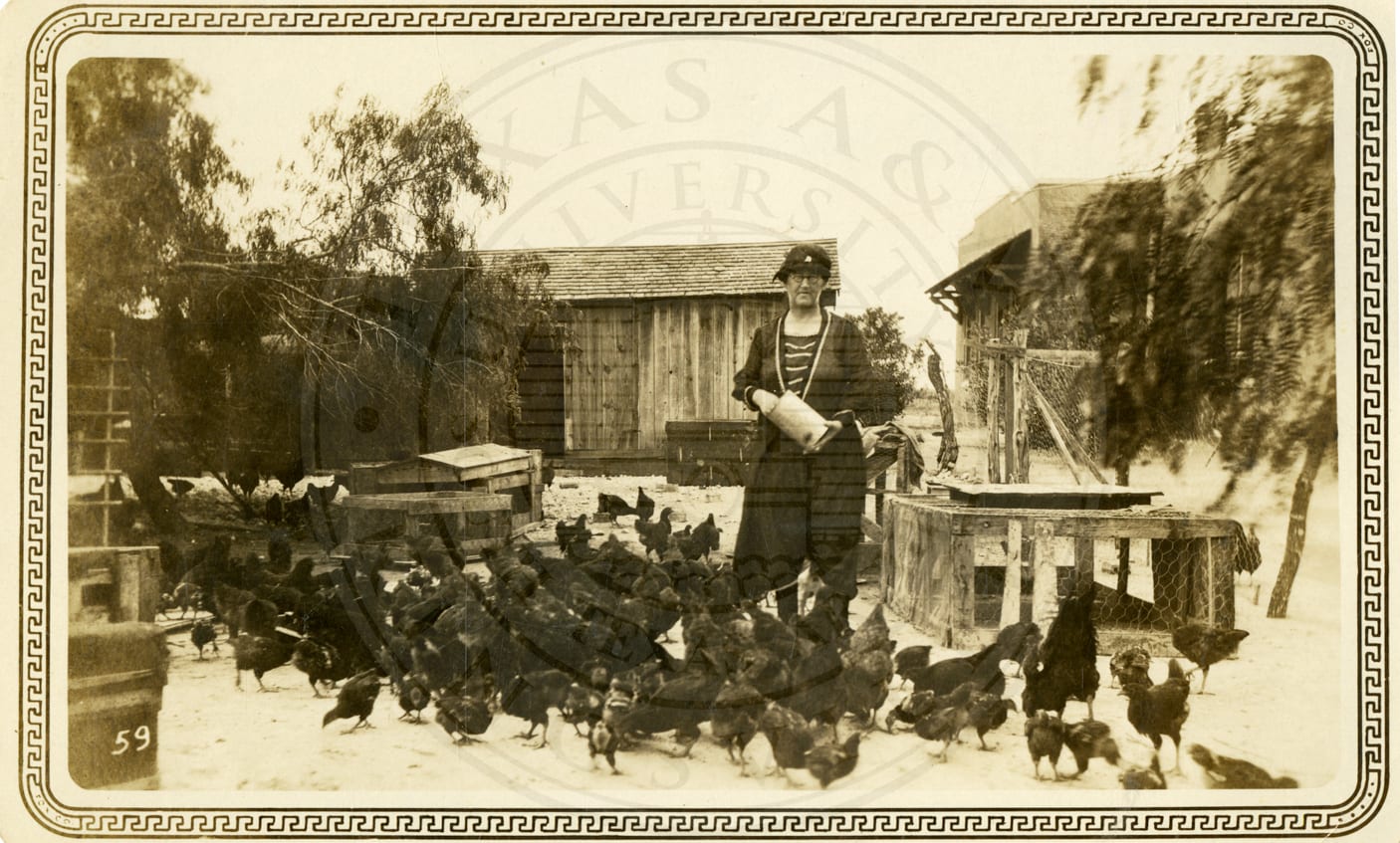 Feeding the chickens.