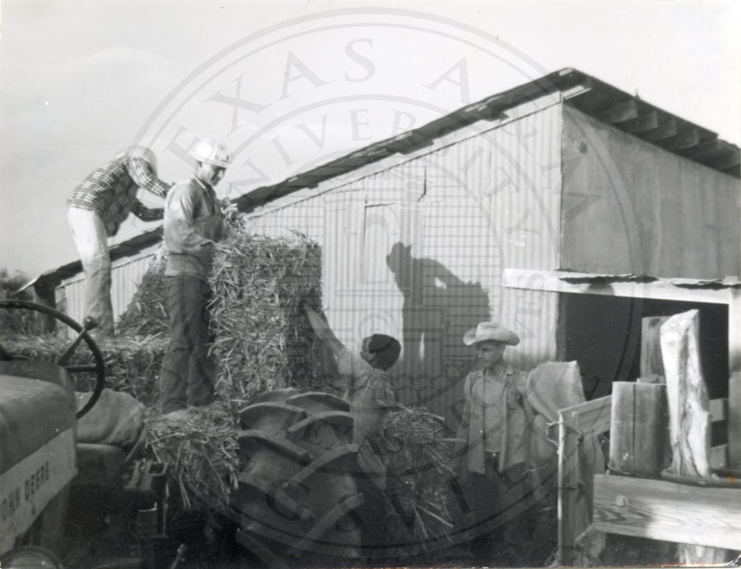 The farm: four men taking hay off a tractor.