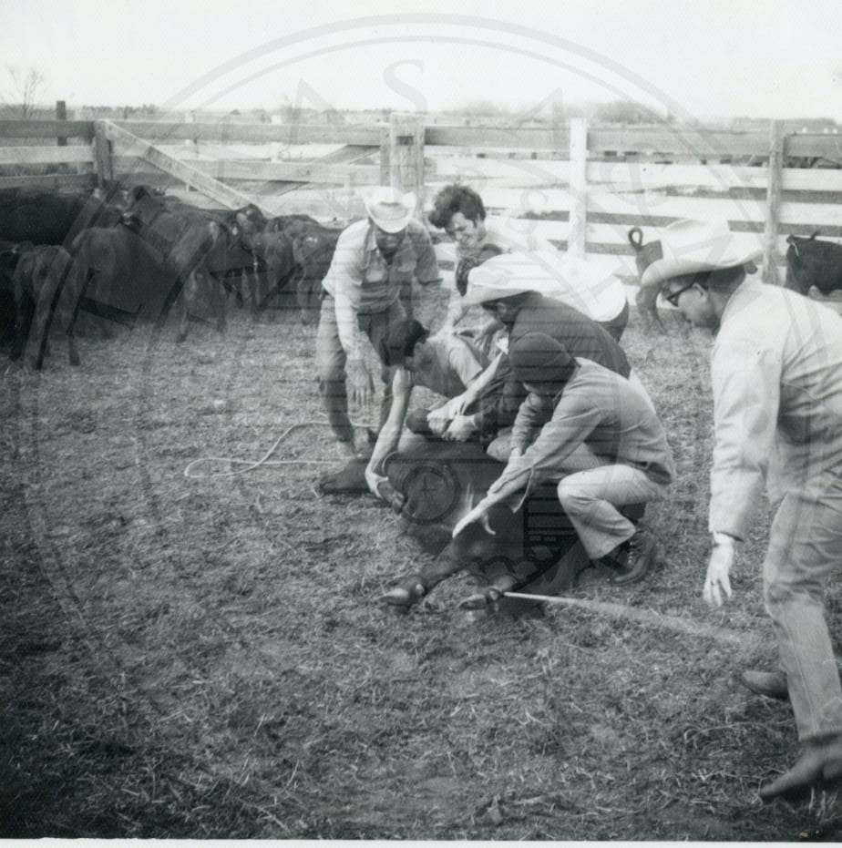 The farm: handling a calf, 1972.
