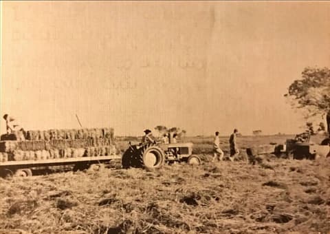 Baling hay on the school farm around 1966; Eduardo Sanchez recognizes himself on the tractor.