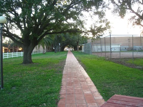A brick path under the oaks toward the tennis courts, 2012.