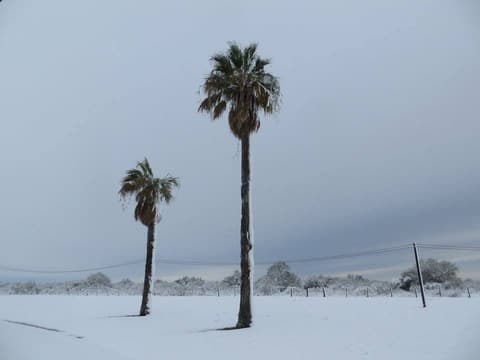 Two palm trees in a snowy field, December 8, 2017.