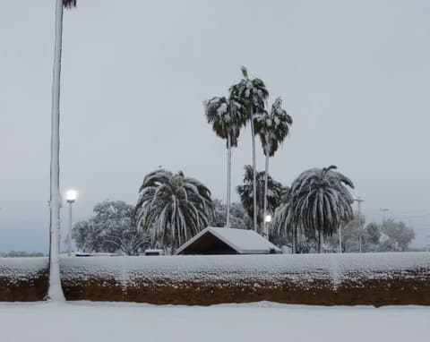 Palms in the snow, December 8, 2017.