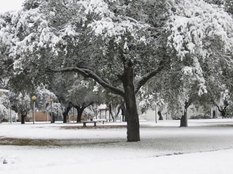 Live oaks heavy with snow, December 8, 2017.