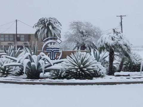 Agaves and palms under snow by the school sign, December 8, 2017.