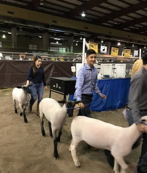 2018 Kleberg-Kenedy County Livestock Show.