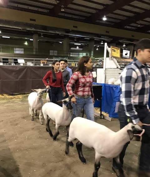 2018 Kleberg-Kenedy County Livestock Show.