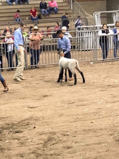 2018 Kleberg-Kenedy County Livestock Show.