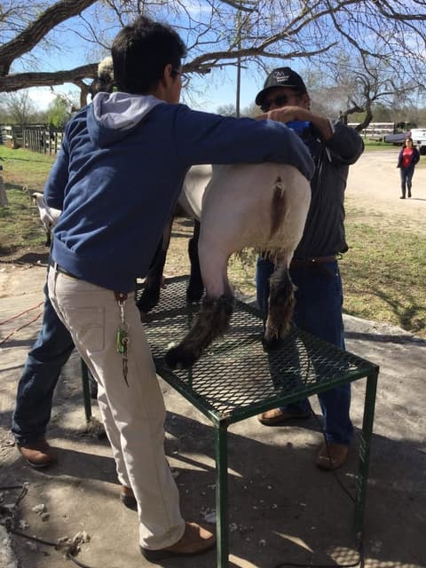 2018 Kleberg-Kenedy County Livestock Show.