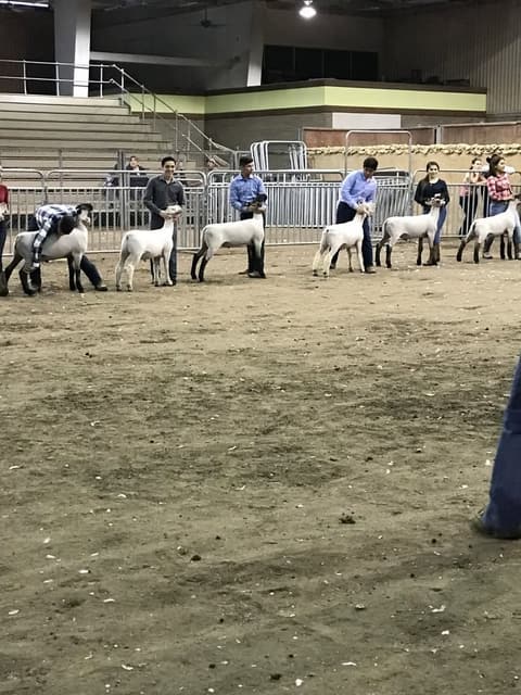 2018 Kleberg-Kenedy County Livestock Show.