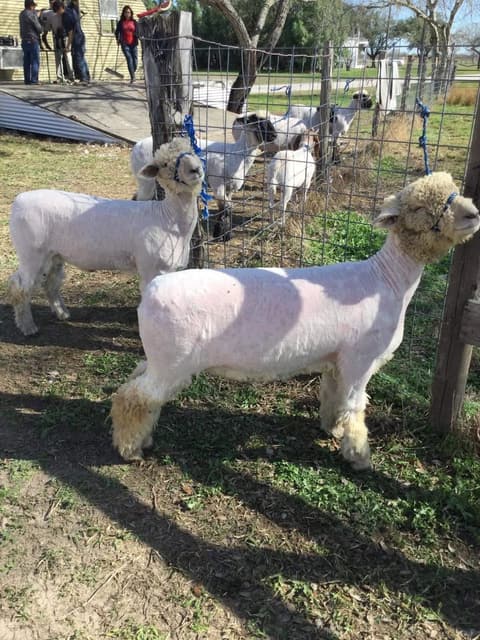2018 Kleberg-Kenedy County Livestock Show.