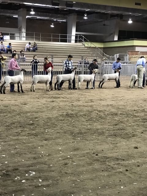 2018 Kleberg-Kenedy County Livestock Show.