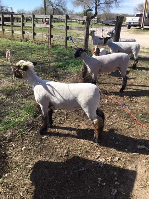 2018 Kleberg-Kenedy County Livestock Show.
