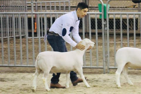 2019 Kleberg-Kenedy County Livestock Show.