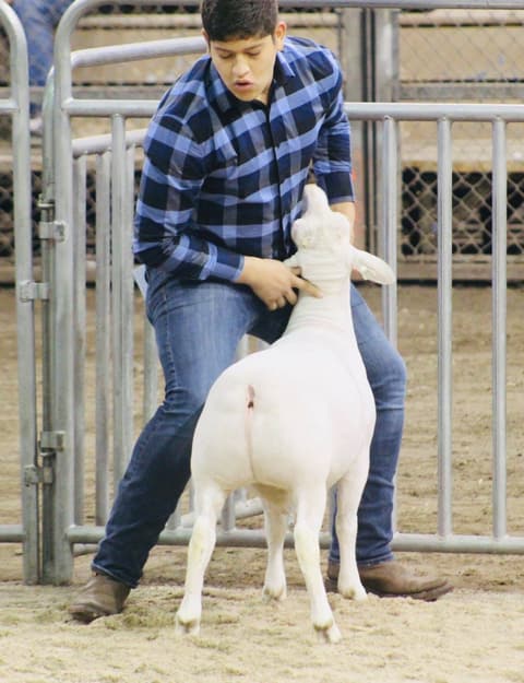 2019 Kleberg-Kenedy County Livestock Show.