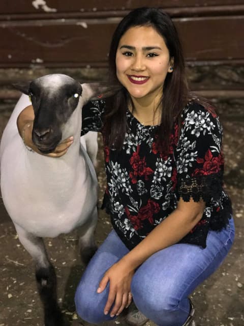 2019 Kleberg-Kenedy County Livestock Show.