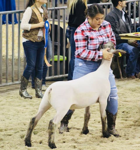 2019 Kleberg-Kenedy County Livestock Show.