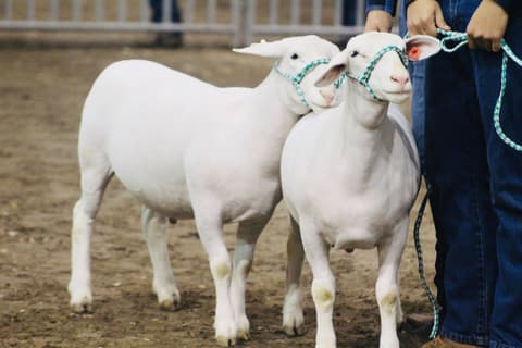 2019 Kleberg-Kenedy County Livestock Show.