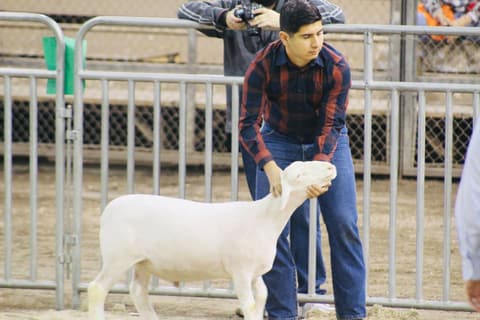 2019 Kleberg-Kenedy County Livestock Show.