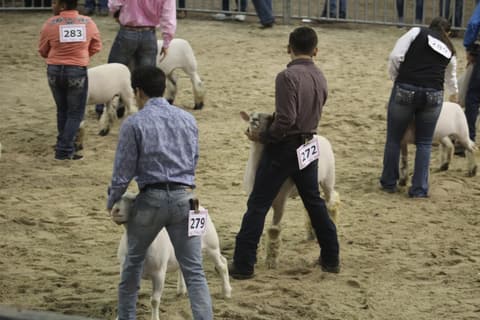2019 Kleberg-Kenedy County Livestock Show.