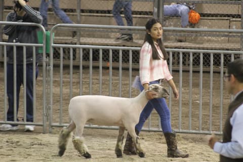 2019 Kleberg-Kenedy County Livestock Show.
