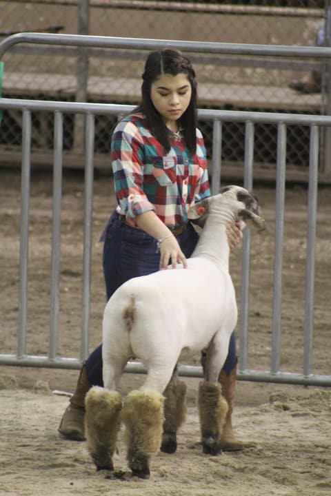 2019 Kleberg-Kenedy County Livestock Show.