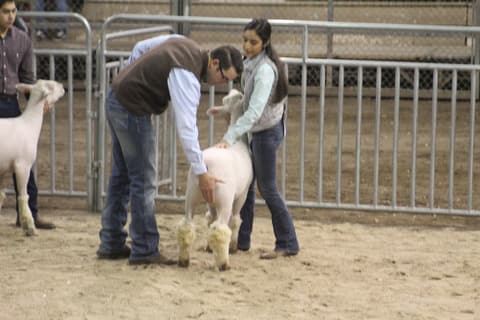 2019 Kleberg-Kenedy County Livestock Show.