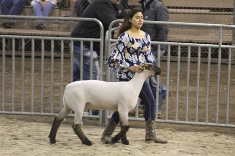 2019 Kleberg-Kenedy County Livestock Show.