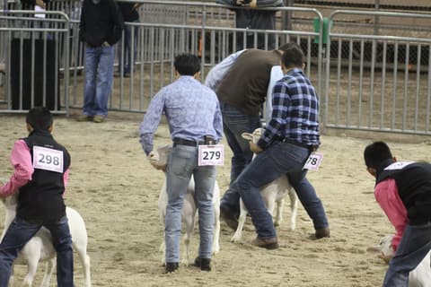 2019 Kleberg-Kenedy County Livestock Show.