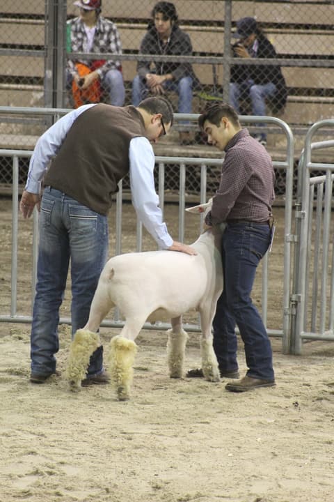 2019 Kleberg-Kenedy County Livestock Show.
