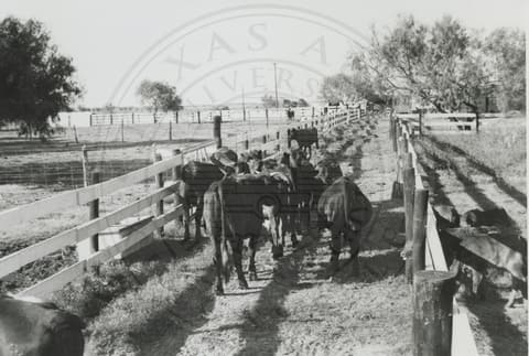 Cattle.