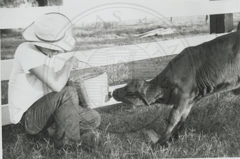 Student feeding cow.