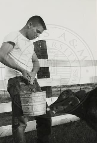 Student feeding a cow.