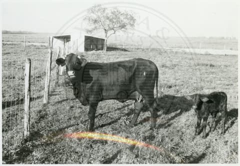 Cattle.